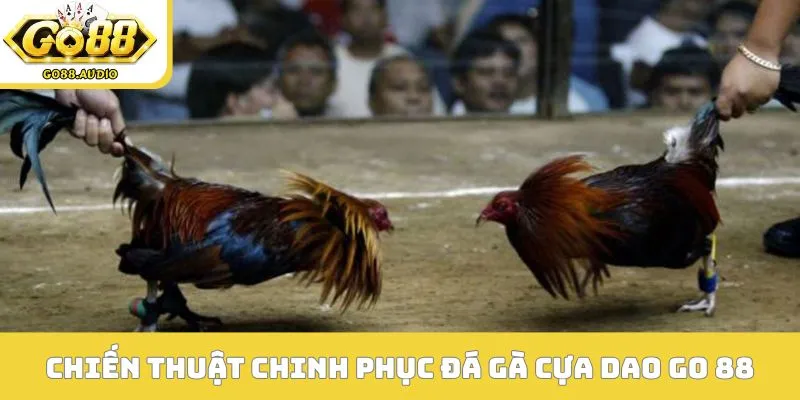 Chiến thuật đỉnh cao chinh phục đá gà cựa dao GO 88