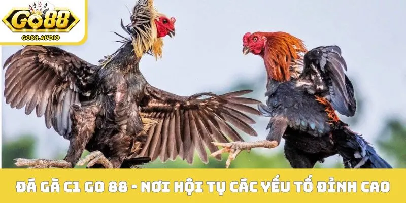 Đá gà C1 Go 88 - Nơi hội tụ các yếu tố đỉnh cao