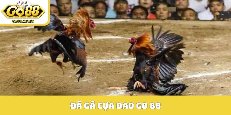 đá gà cựa dao GO 88