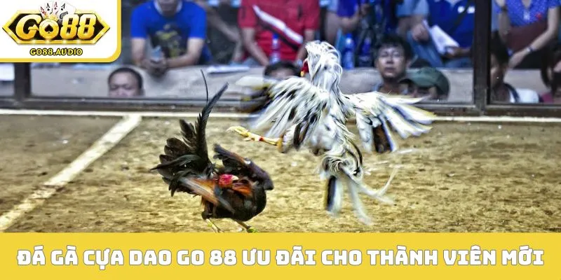 Đá gà cựa dao GO 88 ưu đãi cho thành viên mới