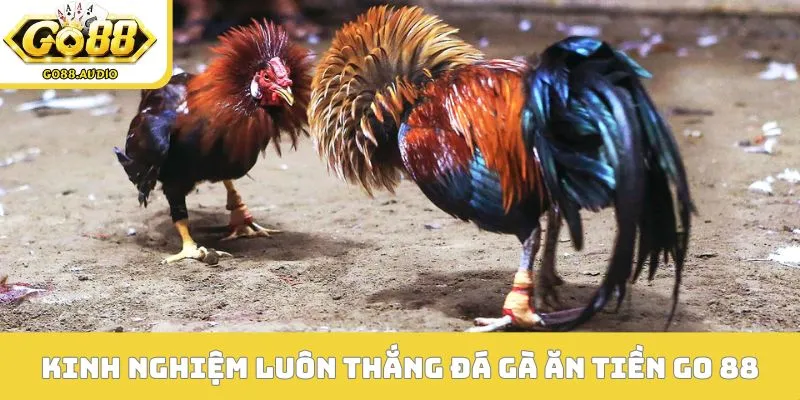 Kinh nghiệm để luôn chiến thắng đá gà ăn tiền GO 88