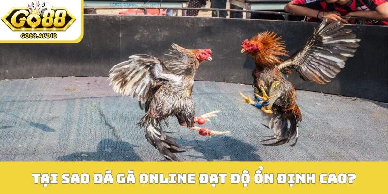 Tại sao đá gà online lại đạt độ ổn định cao?