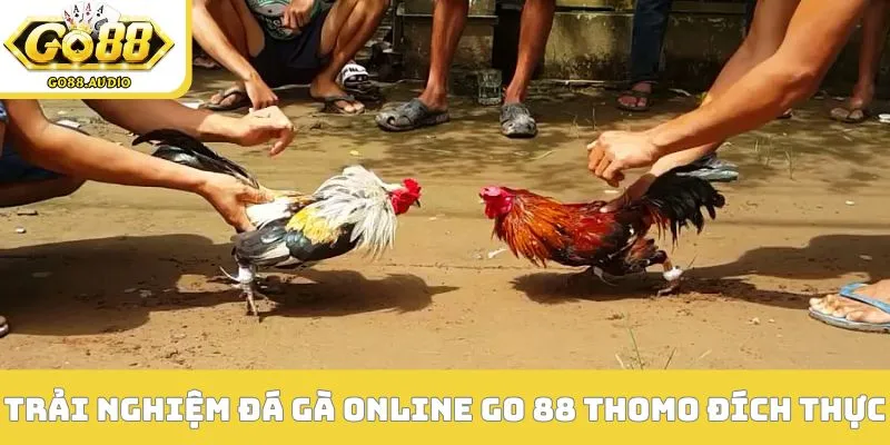 Trải nghiệm đá gà online Go 88 Thomo đích thực